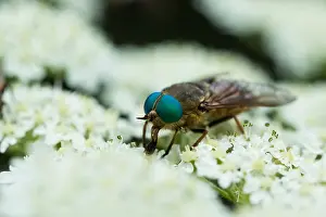 Wildlife Fauna Prints: Marco image of an insect