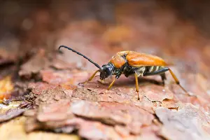 German Wildlife Fauna Images Prints: Marco image of an insect