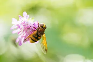 European Hoverfly Species Prints: Marco image of an insect