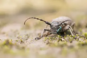 Wildlife In Russia Prints: Marco image of an insect