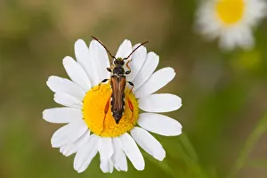 Germany Wildlife Fauna Prints: Marco image of an insect