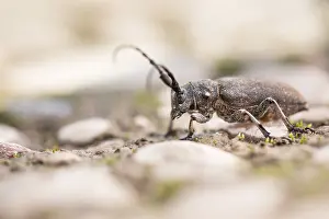 Asian Wildlife Images Prints: Marco image of an insect