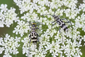 August Prints: Grape Wood Borer Print - Chlorophorus varius Imago