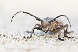 Russian Wildlife Prints: Marco image of an insect