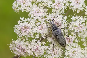 Nature Fauna Images Prints: Marco image of an insect