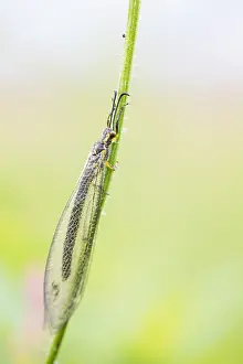 Insect Metamorphosis Process Prints: Marco image of an insect