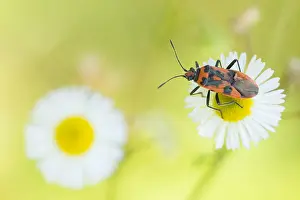 Marco's Print of Corizus hyoscyami Imago
