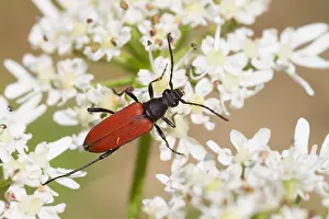 Germany Wildlife Fauna Prints: Marco image of an insect