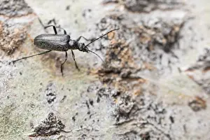 Insect Metamorphosis Process Prints: Marco image of an insect