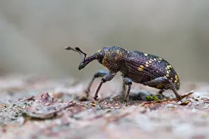 Large Pine Weevil Print - Hylobius abietis Imago