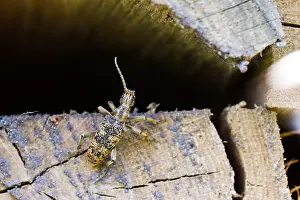 Germany Wildlife Fauna Prints: Marco image of an insect