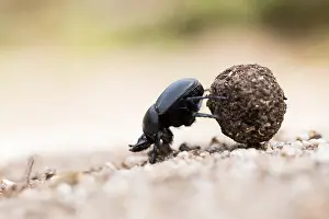 Sacred Scarab Print (Scarabaeus sacer Imago)