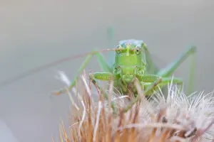 Tettigonia Viridissima Prints: Marco image of an insect
