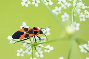 Marco image of an insect