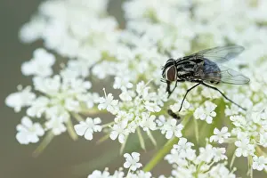 Graphomya maculata Print - Romania Insect Image