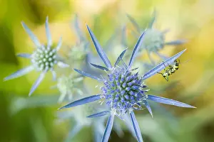 Outdoor Wildlife Photography Prints: Marco image of an insect