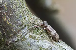 Germany Wildlife Fauna Prints: Marco image of an insect