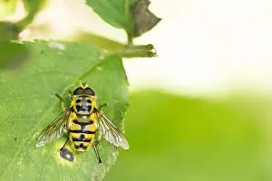 Germany Wildlife Fauna Prints: Marco image of an insect