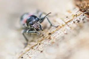 Germany Wildlife Fauna Prints: Marco image of an insect