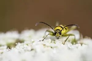 Outdoor Wildlife Photography Prints: Marco image of an insect