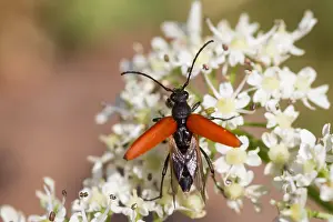 Germany Wildlife Fauna Prints: Marco image of an insect