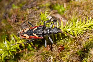 Wildlife Photography Germany Nature Prints: Marco image of an insect