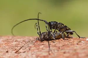 German Wildlife Images Online Prints: Marco image of an insect