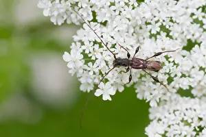 Wildlife Fauna Prints: Marco image of an insect