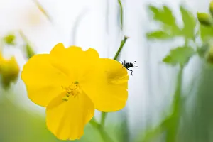 Russian Wildlife Images Prints: Marco image of an insect