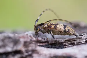 Germany Wildlife Fauna Prints: Marco image of an insect