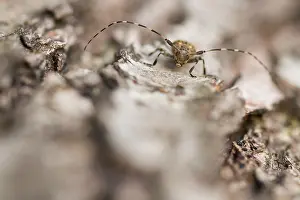 Germany Wildlife Fauna Prints: Marco image of an insect