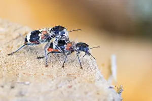 Germany Wildlife Fauna Prints: Marco image of an insect