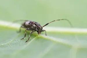 Germany Wildlife Fauna Prints: Marco image of an insect