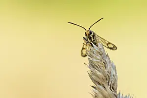 Outdoor Insect Photography Prints: Marco image of an insect