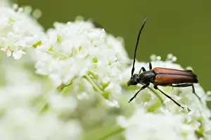 Wildlife Fauna Prints: Marco image of an insect
