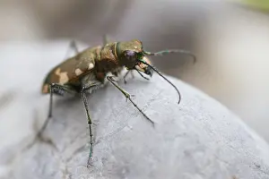 Germany Wildlife Fauna Prints: Marco image of an insect
