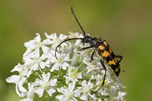 Germany Wildlife Fauna Prints: Marco image of an insect