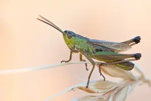 European Grasshopper Species Prints: Marco image of an insect