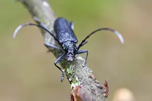 Germany Wildlife Fauna Prints: Marco image of an insect