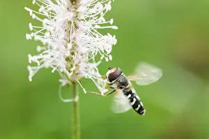 Wildlife Fauna Prints: Marco image of an insect
