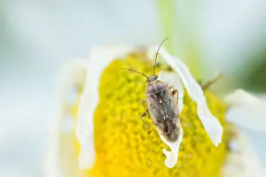 Germany Wildlife Fauna Prints: Marco image of an insect