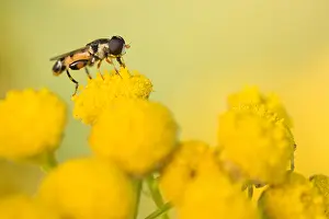 European Hoverfly Species Prints: Marco image of an insect