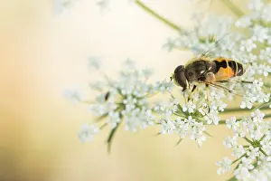 Eristalis arbustorum Print - Insect Image