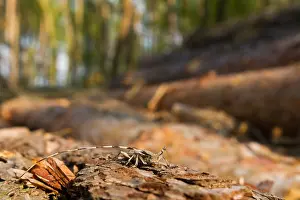 Wildlife Fauna Prints: Marco image of an insect