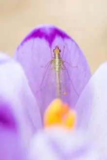 Chrysoperla carnea Print - Common Green Lacewing Image