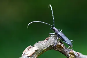 Germany Wildlife Fauna Prints: Marco image of an insect