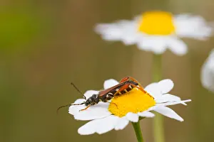 Germany Wildlife Fauna Prints: Marco image of an insect