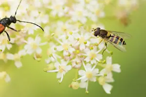 Syrphus Ribesii Prints: Marco image of an insect