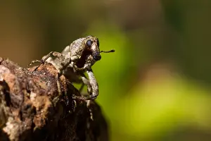 Germany Wildlife Fauna Prints: Marco image of an insect