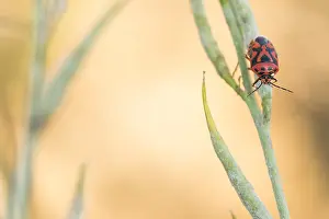 Eurydema ornata Print - Insect Image